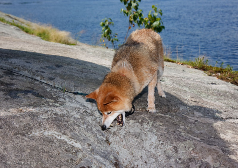 Day 228 - Fox attacks