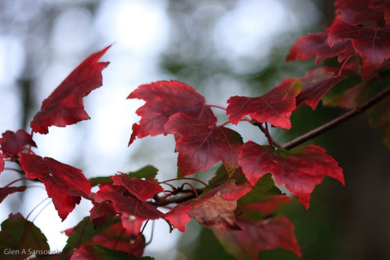 Day 268 - Fall Colors Inbound