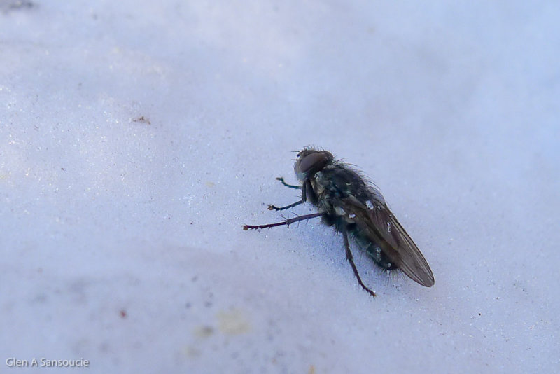 Day 362 - Snow Fly - Don't Bother Me