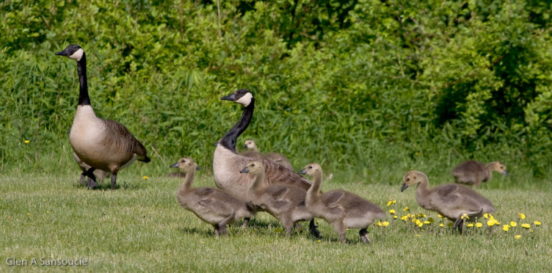 Geese on parade