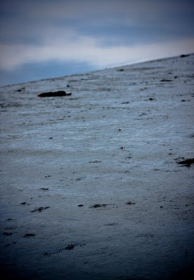 Salt Marsh-2.jpg