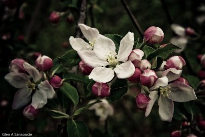 In the Apple Tree