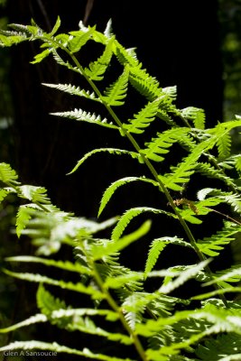 Fern-tastic
