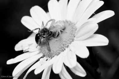Unlucky Bee (BW)
