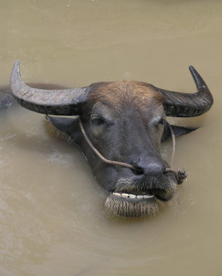 water buffalo enjoying the water