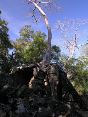 Ta Prohm