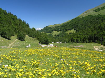 Almwiese bei der Auffahrt zum Sisko jezero (Montenegro)