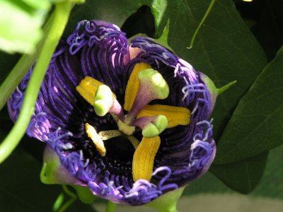 passiflora Inspiration beim ffnen der Blte