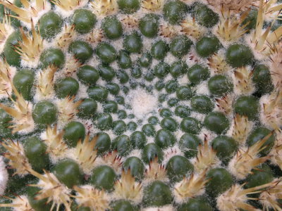 closeup Notocactus