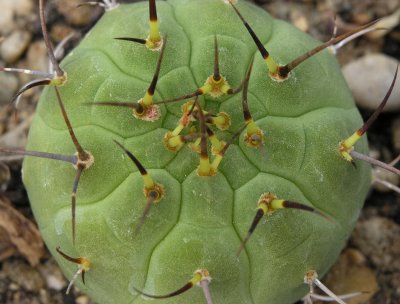 closeup Kaktus