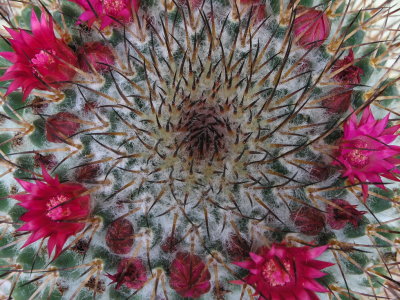 Kaktusblte