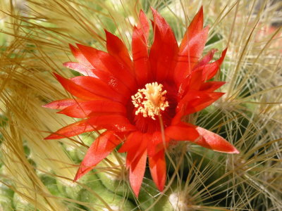 rote Kaktusblte