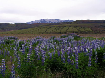 lupines with Mount Hekla in the background