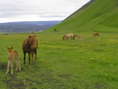 horses in front of the Myrdalsjkull