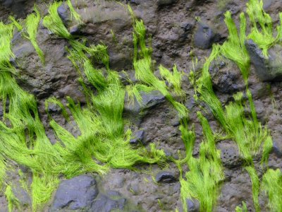 algae close to Vik