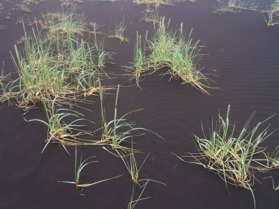 green grass on black lava sand