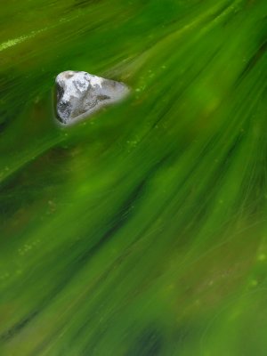 flowing algae