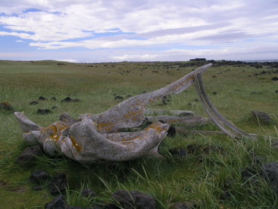 probably whale bones