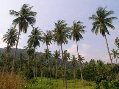 coconut palms