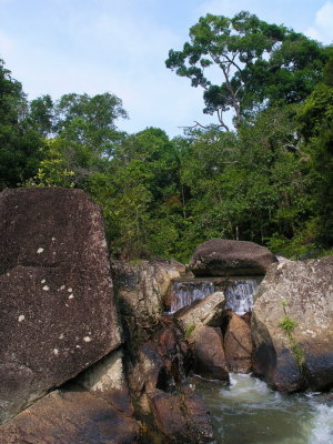 river in the forest