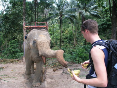 elephant feeding