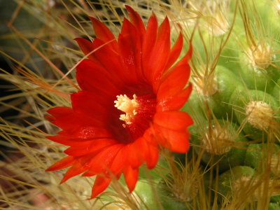 rote Kaktusblte