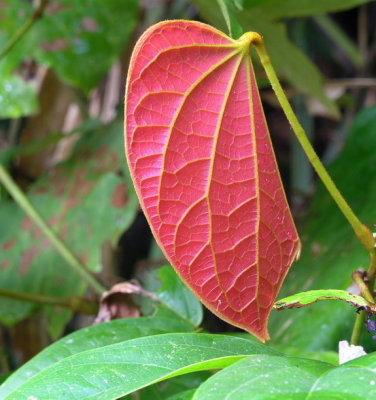 fresh leaf