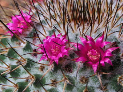 rosa Kaktusblte