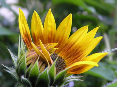 Sonnenblume beim ffnen