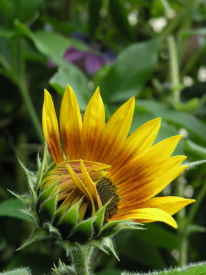 Sonnenblume mit p. Amethyst