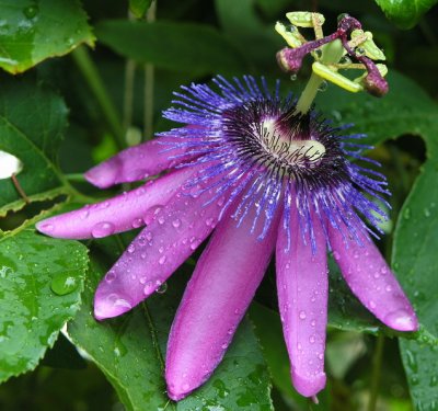 passiflora Amethyst nach dem Regen
