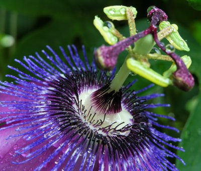 closeup von nasser passiflora Amethyst