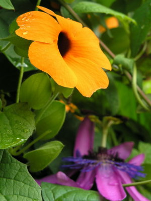 schwarze Susanne mit passiflora Amethyst