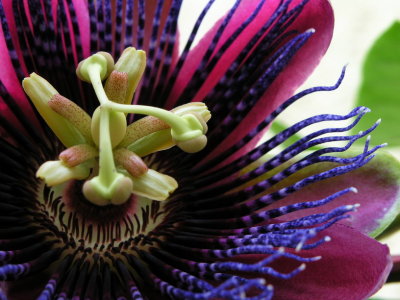 closeup passiflora Marijke