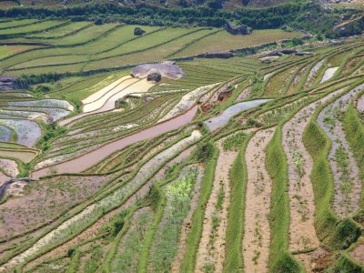 rice paddies_2