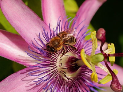 Biene auf p. Amethyst