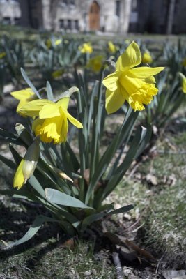 Daffodil @f8 5D