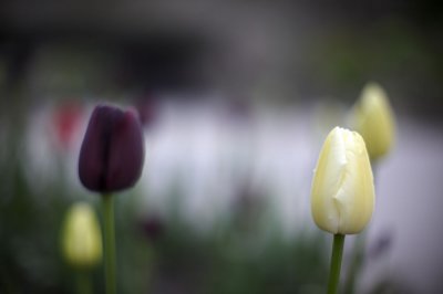 Tulips @f1.2 D700