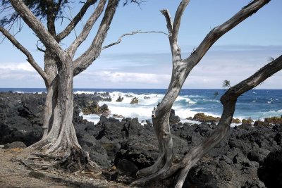 Trees and sea in Hawaii(Maui) @f3.2