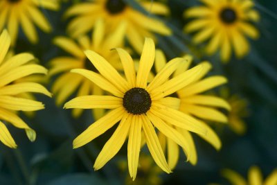 Black-eyed Susan @f2.8 GF1