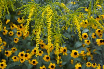 Goldenrod @f9.5 D700