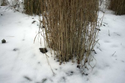 Weeds in snow @f2.8 NEX5