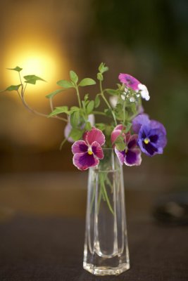 Pansy @f1.2 5D