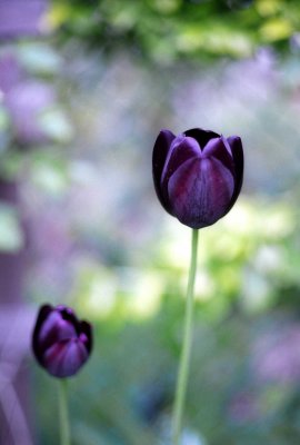 Black tulips @f1.8 Reala