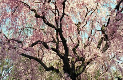 Cherry blossom in Nijō-castle Kyoto