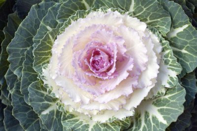 Pinkish cabbage 5D
