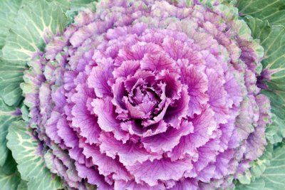 Purple cabbage 5D