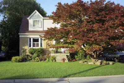 House with a maple tree (Acer Japonica) Reala