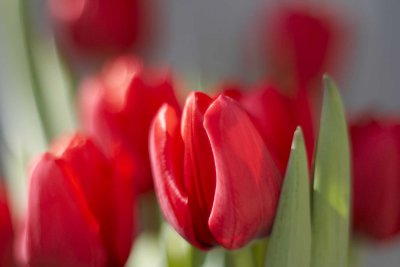 Tulips @f1.4 KDN