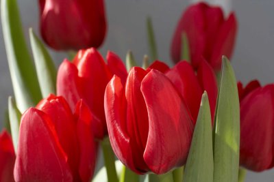 Tulips @f5.6 KDN
